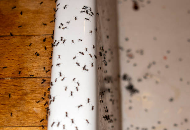Best Insect Control  in Swansea, IL